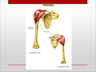 Deltoides
Deltoides
 