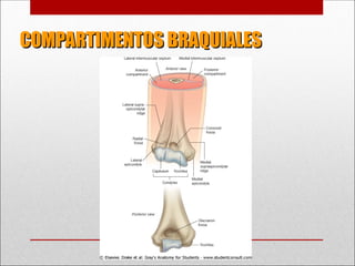 COMPARTIMENTOS BRAQUIALES
COMPARTIMENTOS BRAQUIALES
 