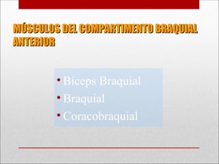 MÚSCULOS DEL COMPARTIMENTO BRAQUIAL
MÚSCULOS DEL COMPARTIMENTO BRAQUIAL
ANTERIOR
ANTERIOR
• Bíceps Braquial
• Braquial
• Coracobraquial
 