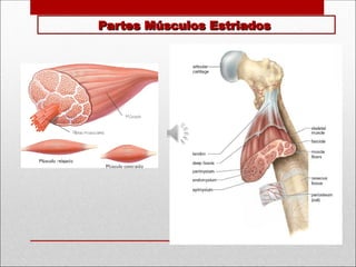 Partes Músculos Estriados
Partes Músculos Estriados
 