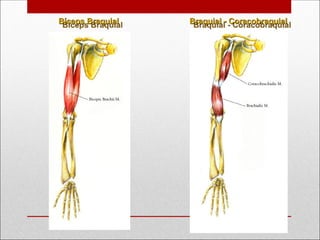 Bíceps Braquial
Bíceps Braquial Braquial - Coracobraquial
Braquial - Coracobraquial
 