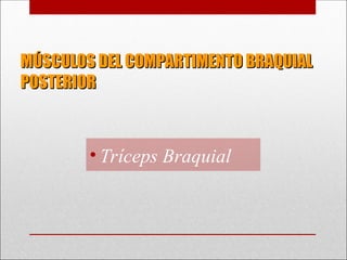 MÚSCULOS DEL COMPARTIMENTO BRAQUIAL
MÚSCULOS DEL COMPARTIMENTO BRAQUIAL
POSTERIOR
POSTERIOR
• Tríceps Braquial
 