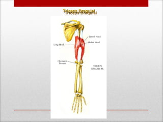 Tríceps Braquial
Tríceps Braquial
 