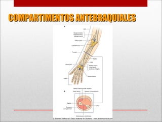COMPARTIMENTOS ANTEBRAQUIALES
COMPARTIMENTOS ANTEBRAQUIALES
 