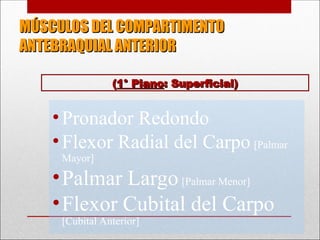 MÚSCULOS DEL COMPARTIMENTO
MÚSCULOS DEL COMPARTIMENTO
ANTEBRAQUIAL ANTERIOR
ANTEBRAQUIAL ANTERIOR
•Pronador Redondo
•Flexor Radial del Carpo [Palmar
Mayor]
•Palmar Largo [Palmar Menor]
•Flexor Cubital del Carpo
[Cubital Anterior]
(
(1° Plano
1° Plano: Superficial)
: Superficial)
 