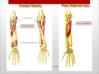 Pronador Redondo
Pronador Redondo Flexor Radial del Carpo
Flexor Radial del Carpo
 