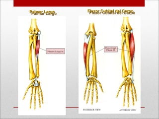 Flexor Cubital del Carpo
Flexor Cubital del Carpo
Palmar Largo
Palmar Largo
 