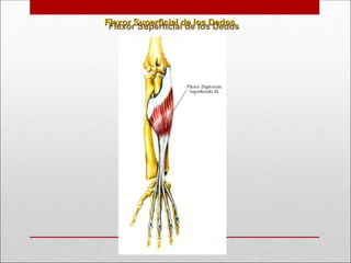 Flexor Superficial de los Dedos
Flexor Superficial de los Dedos
 