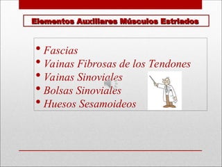 Elementos Auxiliares Músculos Estriados
Elementos Auxiliares Músculos Estriados
 Fascias
 Vainas Fibrosas de los Tendones
 Vainas Sinoviales
 Bolsas Sinoviales
 Huesos Sesamoideos
 