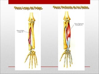 Flexor Profundo de los Dedos
Flexor Profundo de los Dedos
Flexor Largo del Pulgar
Flexor Largo del Pulgar
 