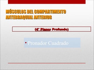 MÚSCULOS DEL COMPARTIMENTO
MÚSCULOS DEL COMPARTIMENTO
ANTEBRAQUIAL ANTERIOR
ANTEBRAQUIAL ANTERIOR
• Pronador Cuadrado
(
(4° Plano
4° Plano: Profundo)
: Profundo)
 