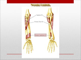 Pronador Cuadrado
Pronador Cuadrado
 