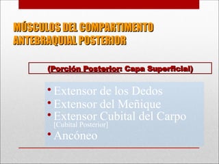 MÚSCULOS DEL COMPARTIMENTO
MÚSCULOS DEL COMPARTIMENTO
ANTEBRAQUIAL POSTERIOR
ANTEBRAQUIAL POSTERIOR
• Extensor de los Dedos
• Extensor del Meñique
• Extensor Cubital del Carpo
[Cubital Posterior]
• Ancóneo
(
(Porción Posterior
Porción Posterior: Capa Superficial)
: Capa Superficial)
 