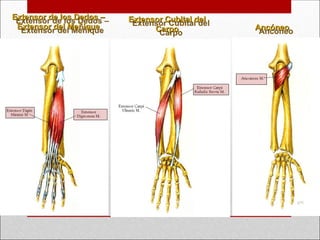 Extensor de los Dedos –
Extensor de los Dedos –
Extensor del Meñique
Extensor del Meñique
Extensor Cubital del
Extensor Cubital del
Carpo
Carpo Ancóneo
Ancóneo
 