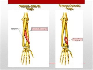 Abductor Largo del
Abductor Largo del
Pulgar
Pulgar
Extensor Corto del
Extensor Corto del
Pulgar
Pulgar
 