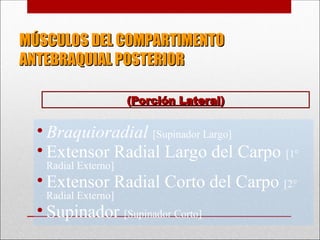 MÚSCULOS DEL COMPARTIMENTO
MÚSCULOS DEL COMPARTIMENTO
ANTEBRAQUIAL POSTERIOR
ANTEBRAQUIAL POSTERIOR
• Braquioradial [Supinador Largo]
• Extensor Radial Largo del Carpo [1°
Radial Externo]
• Extensor Radial Corto del Carpo [2°
Radial Externo]
• Supinador [Supinador Corto]
(
(Porción Lateral
Porción Lateral)
)
 