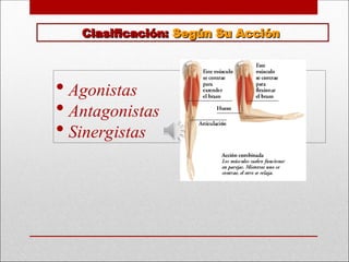 Clasificación:
Clasificación: Según Su Acción
Según Su Acción
 Agonistas
 Antagonistas
 Sinergistas
 