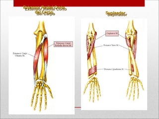 Extensor Radial Corto
Extensor Radial Corto
del Carpo
del Carpo Supinador
Supinador
 
