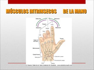 MÚSCULOS INTRINSECOS DE LA MANO
MÚSCULOS INTRINSECOS DE LA MANO
 