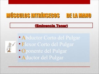 MÚSCULOS INTRÍNSECOS DE LA MANO
MÚSCULOS INTRÍNSECOS DE LA MANO
• Abductor Corto del Pulgar
• Flexor Corto del Pulgar
• Oponente del Pulgar
• Aductor del Pulgar
(
(Eminencia Tenar
Eminencia Tenar)
)
 