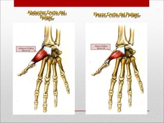 Abductor Corto del
Abductor Corto del
Pulgar
Pulgar
Flexor Corto del Pulgar
Flexor Corto del Pulgar
 