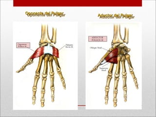 Oponente del Pulgar
Oponente del Pulgar
Aductor del Pulgar
Aductor del Pulgar
 