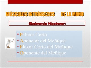 MÚSCULOS INTRÍNSECOS DE LA MANO
MÚSCULOS INTRÍNSECOS DE LA MANO
• Palmar Corto
• Abductor del Meñique
• Flexor Corto del Meñique
• Oponente del Meñique
(
(Eminencia Hipotenar
Eminencia Hipotenar)
)
 