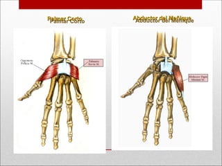 Palmar Corto
Palmar Corto Abductor del Meñique
Abductor del Meñique
 