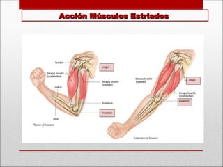 Acción Músculos Estriados
Acción Músculos Estriados
 