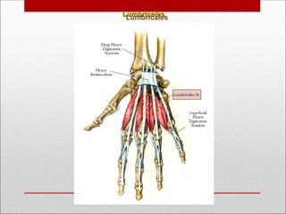 Lumbricales
Lumbricales
 