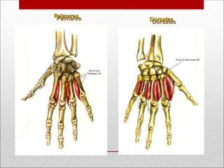 Palmares
Palmares
Dorsales
Dorsales
 