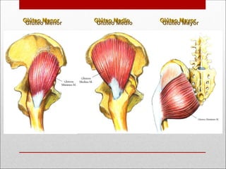 Glúteo Menor
Glúteo Menor Glúteo Medio
Glúteo Medio Glúteo Mayor
Glúteo Mayor
 