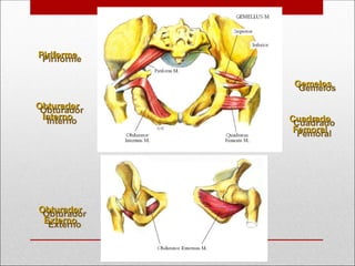 Piriforme
Piriforme
Obturador
Obturador
Interno
Interno
Gemelos
Gemelos
Cuadrado
Cuadrado
Femoral
Femoral
Obturador
Obturador
Externo
Externo
 
