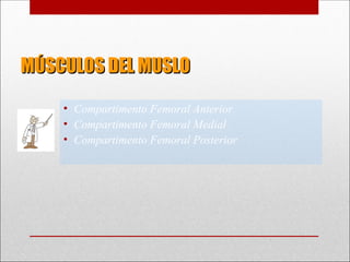 MÚSCULOS DEL MUSLO
MÚSCULOS DEL MUSLO
• Compartimento Femoral Anterior
• Compartimento Femoral Medial
• Compartimento Femoral Posterior
 