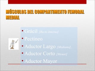 MÚSCULOS DEL COMPARTIMENTO FEMORAL
MÚSCULOS DEL COMPARTIMENTO FEMORAL
MEDIAL
MEDIAL
• Grácil [Recto Interno]
• Pectíneo
• Aductor Largo [Mediano],
• Aductor Corto [Menor]
• Aductor Mayor
 