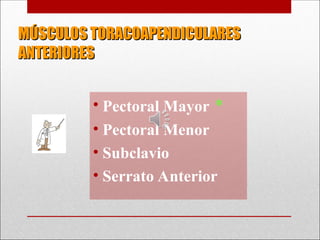MÚSCULOS TORACOAPENDICULARES
MÚSCULOS TORACOAPENDICULARES
ANTERIORES
ANTERIORES
• Pectoral Mayor *
• Pectoral Menor
• Subclavio
• Serrato Anterior
 