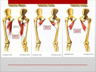 Aductor Mayor
Aductor Mayor Aductor Corto
Aductor Corto Aductor Largo
Aductor Largo
 