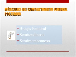MÚSCULOS DEL COMPARTIMENTO FEMORAL
MÚSCULOS DEL COMPARTIMENTO FEMORAL
POSTERIOR
POSTERIOR
• Bíceps Femoral
• Semitendinoso
• Semimembranoso
 