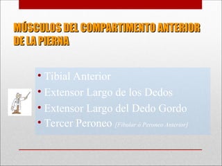 MÚSCULOS DEL COMPARTIMENTO ANTERIOR
MÚSCULOS DEL COMPARTIMENTO ANTERIOR
DE LA PIERNA
DE LA PIERNA
• Tibial Anterior
• Extensor Largo de los Dedos
• Extensor Largo del Dedo Gordo
• Tercer Peroneo [Fibular ó Peroneo Anterior]
 