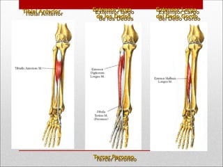 Tibial Anterior
Tibial Anterior Extensor Largo
Extensor Largo
del Dedo Gordo
del Dedo Gordo
Extensor largo
Extensor largo
de los Dedos
de los Dedos
Tercer Peroneo
Tercer Peroneo
 
