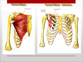 Pectoral Mayor
Pectoral Mayor Pectoral Menor - Subclavio
Pectoral Menor - Subclavio
 