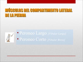 MÚSCULOS DEL COMPARTIMENTO LATERAL
MÚSCULOS DEL COMPARTIMENTO LATERAL
DE LA PIERNA
DE LA PIERNA
• Peroneo Largo [Fibular Largo]
• Peroneo Corto [Fibular Breve]
 