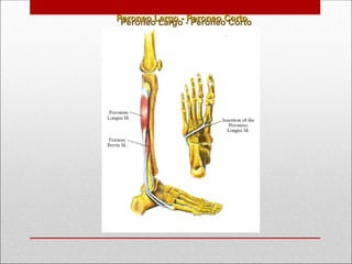 Peroneo Largo - Peroneo Corto
Peroneo Largo - Peroneo Corto
 