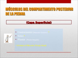 MÚSCULOS DEL COMPARTIMENTO POSTERIOR
MÚSCULOS DEL COMPARTIMENTO POSTERIOR
DE LA PIERNA
DE LA PIERNA
• Gastrocnemio [Músculos Gemelos] *
• Sóleo*
• Plantar [Plantar Delgado]
* (Forman el Músculos Tríceps Sural)
(
(Capa Superficial
Capa Superficial)
)
 