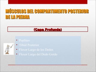 MÚSCULOS DEL COMPARTIMENTO POSTERIOR
MÚSCULOS DEL COMPARTIMENTO POSTERIOR
DE LA PIERNA
DE LA PIERNA
• Poplíteo
• Tibial Posterior
• Flexor Largo de los Dedos
• Flexor Largo del Dedo Gordo
(
(Capa Profunda
Capa Profunda)
)
 
