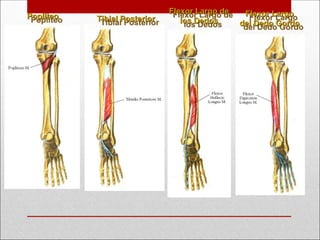Poplíteo
Poplíteo Tibial Posterior
Tibial Posterior
Flexor Largo de
Flexor Largo de
los Dedos
los Dedos
Flexor Largo
Flexor Largo
del Dedo Gordo
del Dedo Gordo
 
