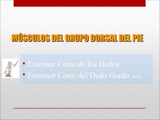 MÚSCULOS DEL GRUPO DORSAL DEL PIE
MÚSCULOS DEL GRUPO DORSAL DEL PIE
• Extensor Corto de los Dedos
• Extensor Corto del Dedo Gordo [Pedio]
 