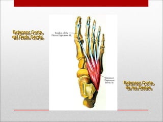 Extensor Corto
Extensor Corto
de los Dedos
de los Dedos
Extensor Corto
Extensor Corto
del Dedo Gordo
del Dedo Gordo
 