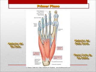 Primer Plano
Primer Plano
Abductor del
Abductor del
Dedo Gordo
Dedo Gordo
Flexor Corto de
Flexor Corto de
los Dedos
los Dedos
Abductor del
Abductor del
5to Dedo
5to Dedo
 