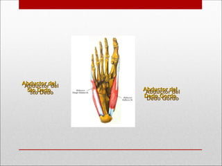 Abductor del
Abductor del
Dedo Gordo
Dedo Gordo
Abductor del
Abductor del
5to Dedo
5to Dedo
 